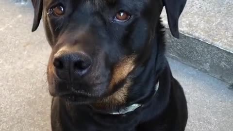 Rottweiler Try To Take Tiny Gentle Bites Of Food