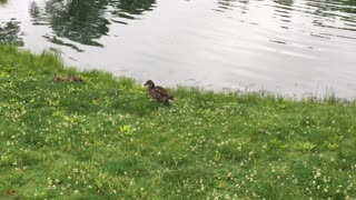 Mother duck runs to her children after seeing me walk by