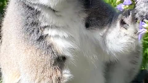 Lemur is eating flower