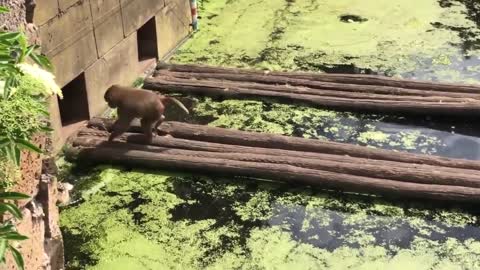 The duck tried to protect the ducklings from the baboon