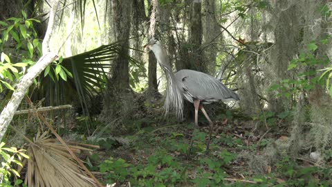 great blue heron swallows a large fish