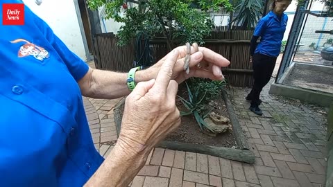 KZN’s two-headed snake before its death
