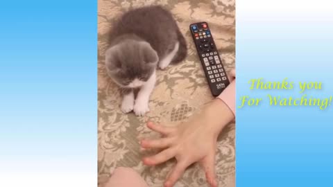 Cute Pets And Funny Animals compilation v