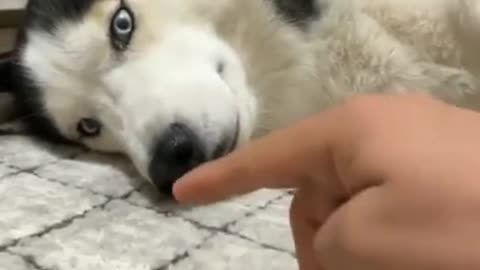 Don't touch me😒😂🐶💙 - Husky Funny video -