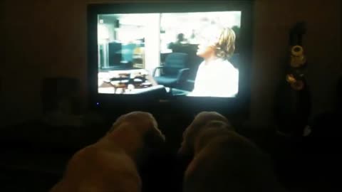 Pair of Golden Retrievers can't stop watching "Marley & Me"