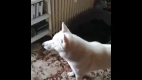 funny dog ​​howls and yawns.