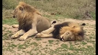 Lion brothers rough and tumble