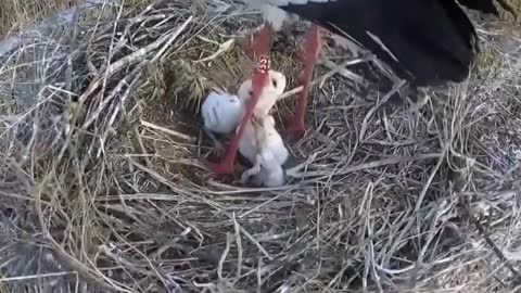 Oriental white storks have entered the peak breeding season