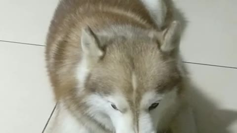 Trying To Angry My Husky | Dogs Videos