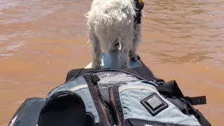 Dog Kayak