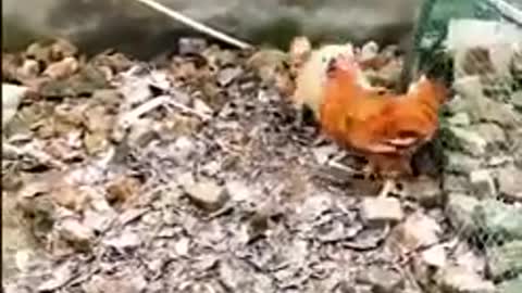 Angry chicken vs dog