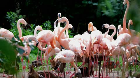 Flamingos are very beautiful birds