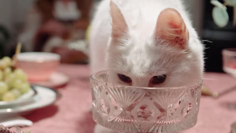 A cute cat licking a crystal glass with style