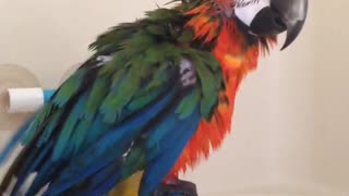 Wet Parrot Sings And Dances His Way Through A Shower