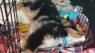 This Sleeping Aussie Puppy Just Can't Stop Barking In His Dreams