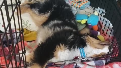 This Sleeping Aussie Puppy Just Can't Stop Barking In His Dreams