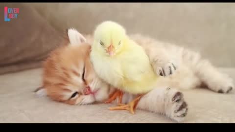 😘 So Cute 😍 3d Cat and Hen Baby Whatsaap Status Video By Prashant