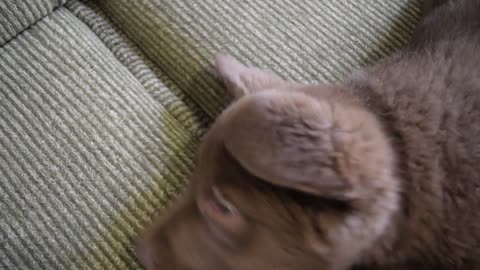 Funny Puppy yawn ( cute little dog yawning )(Cute puppy yawning)