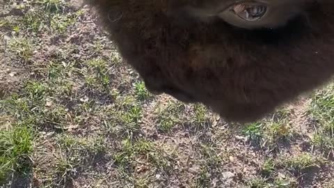 Bison Headbutt Knock Down