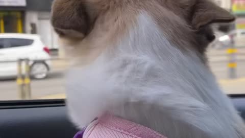 A dog for a drive