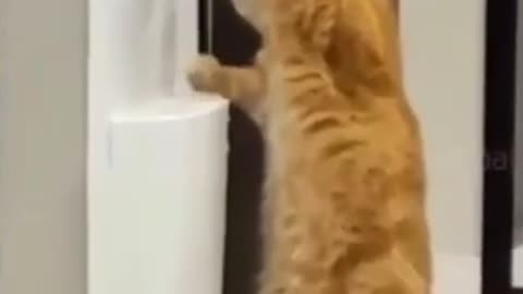Cute Cat tries to drink water