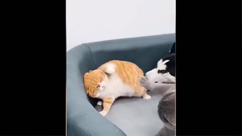 cat vs dog notty moment very funny