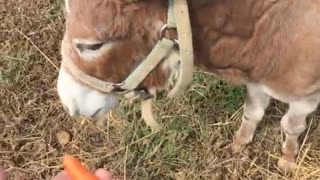 Brown mini horse eating carrot from persons hand