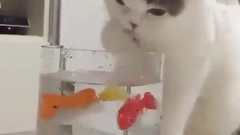 Amazing cat trying to catch fish from the cup