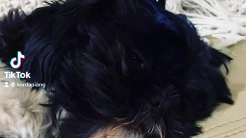 My Dog lil Oreo so sad