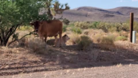 Mother and Baby Cow Keep Cool Cute