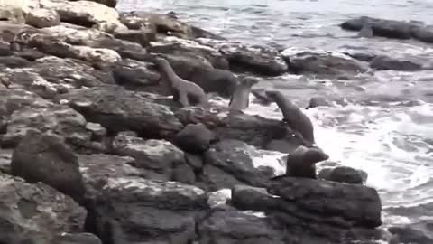 the fur seal lagging behind its relatives turned into a bloody stain.