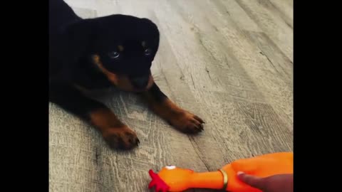Best Of Cute Rottweiler Puppies Compilation