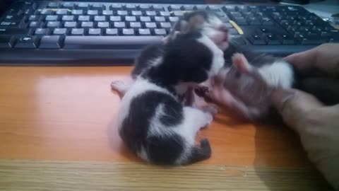 Very Cute Newborn Kittens