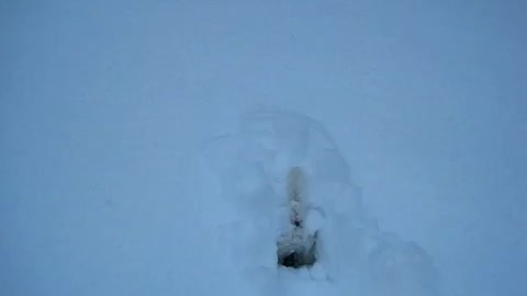 Jack Russell Terrier goes to ground in deep snow