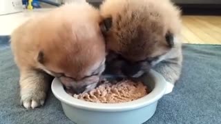 Cachorros de Shiba Inu disfrutan su primera comida