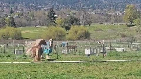 beautiful horse ❤️❤️