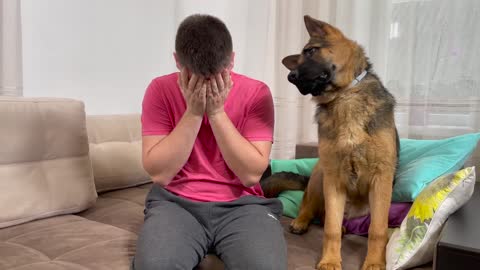 German Shepherd Puppy Reaction to Me Crying!