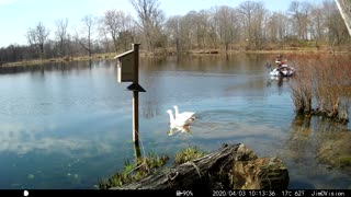 Hickory Creek - Resident Geese from across the lake