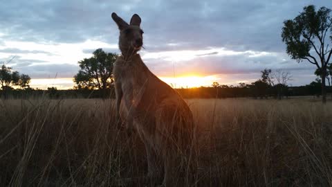 Kangaroo Eating Australian Landscape Sunset Sunrise