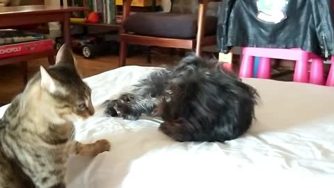 Dog and Cat play Hide & Seek, then a Wrestling Game - Cat Wins every time!