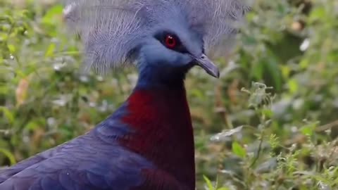 Huangpeng bird doesn't even sleep like other birds.