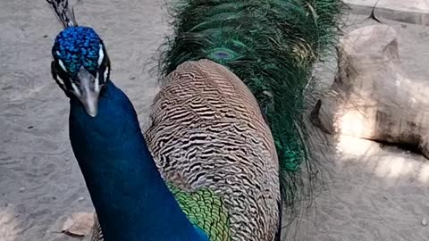 Big Peacock Video By Kingdom Of Awais