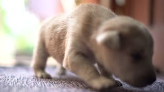 New Born Golden Retriever Puppy