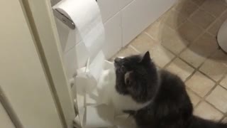 Cat loves toilet paper roll