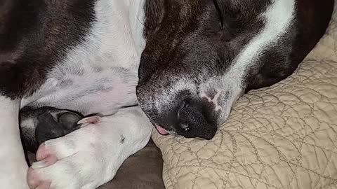 Silly pitbull sleeps with tongue out