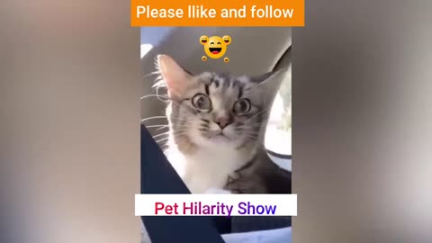 funniest Cats and Dogs Videos 🐶😸2023 Comedy Extravaganza! 😂 Funniest Cats Videos 😸 Funny videos