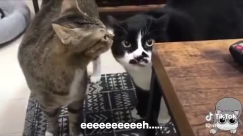 Cats can speak English better than hooman