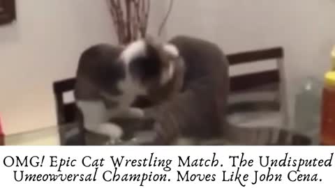 Omg! Epic Cat Wrestling Match.