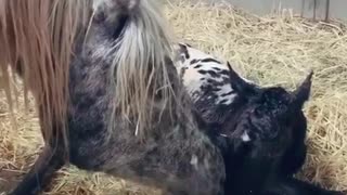 Baby horse with voice over