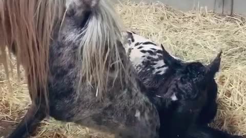 Baby horse with voice over